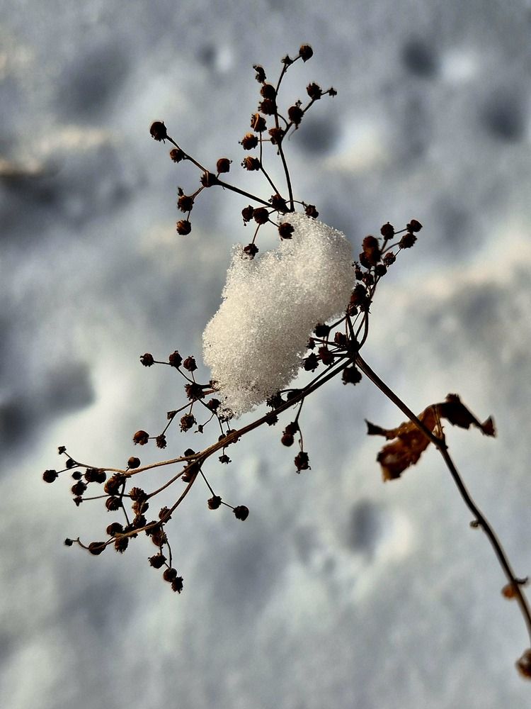 Photograph by Елена Аникеева