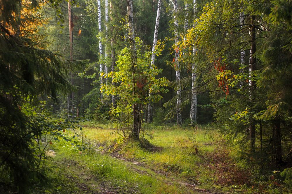 Photograph by Алексеев Дмитрий