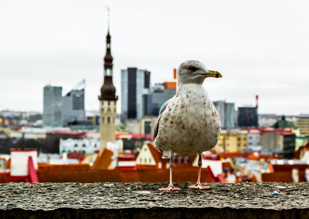 Photograph by Gennadiy Slezkin