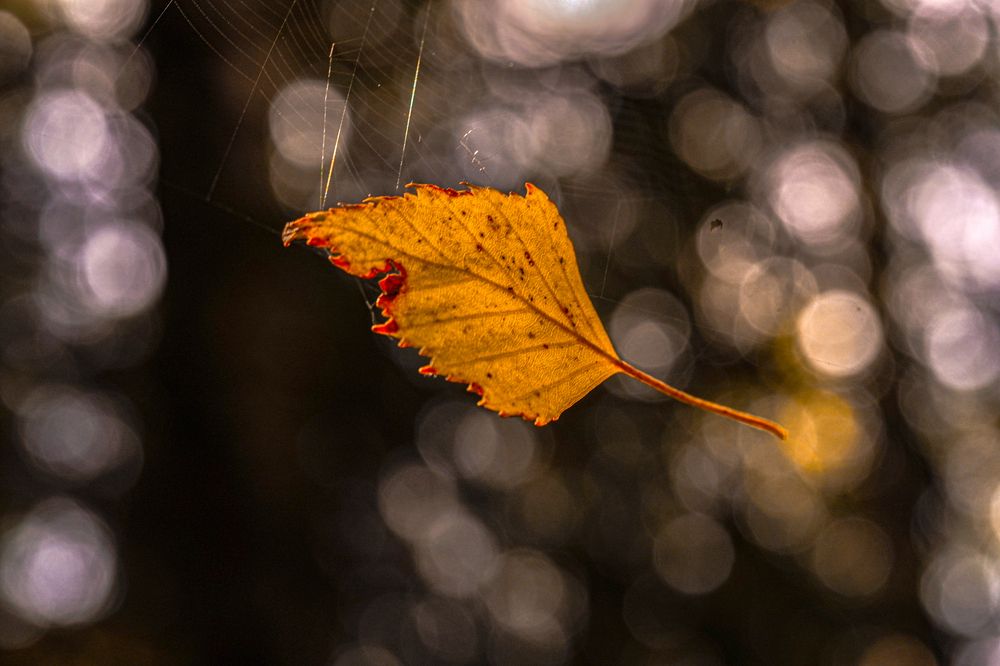 Photograph by Алфия Бугакова