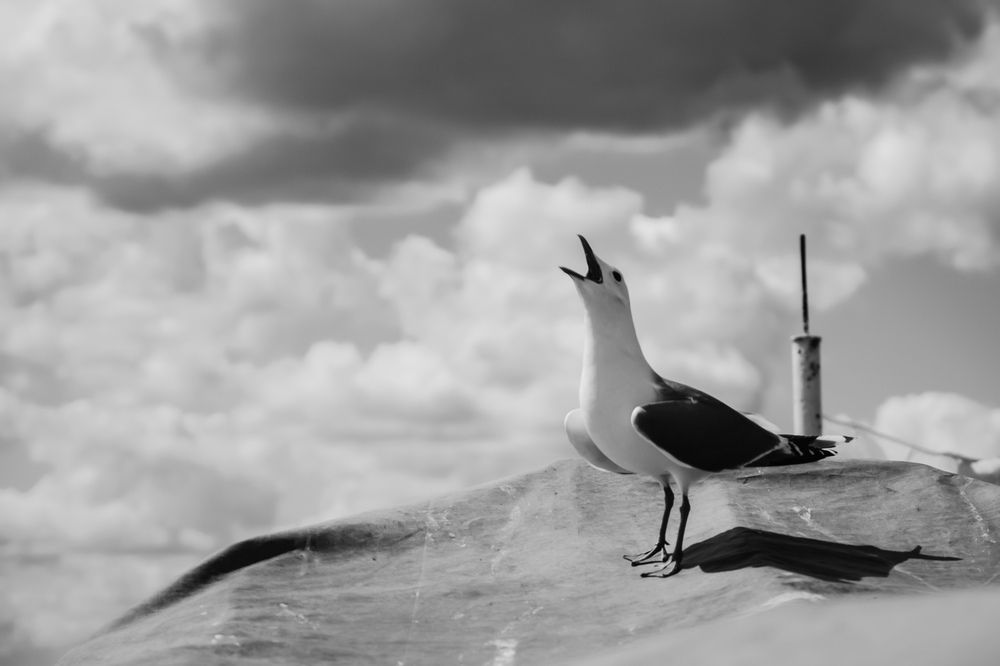 Фотография автора Венера