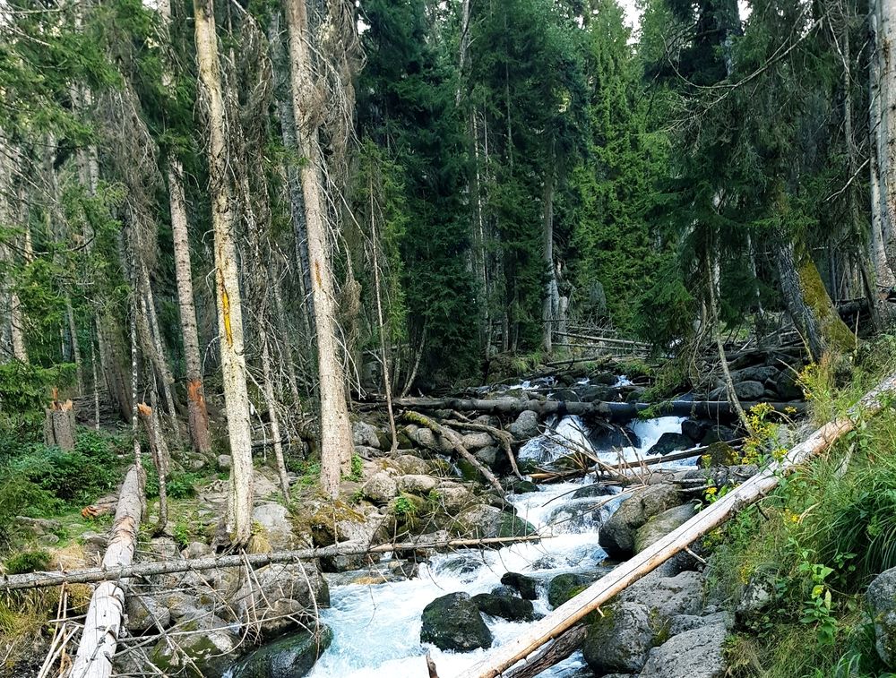 Тебердинский лес.