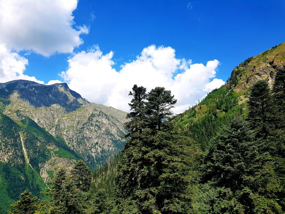 Лес в горах.