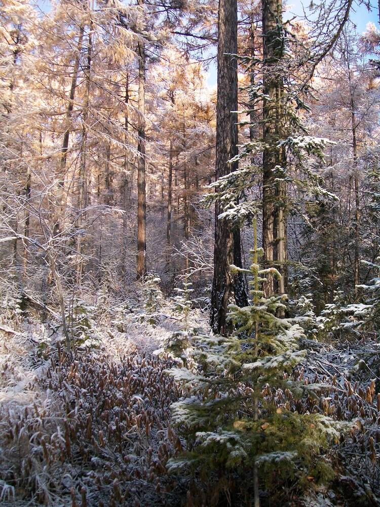 Photograph by Андрей Звездов