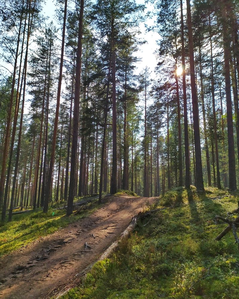 Дорога в лесу