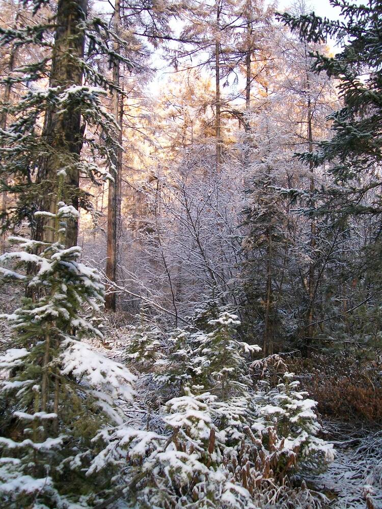 Photograph by Андрей Звездов