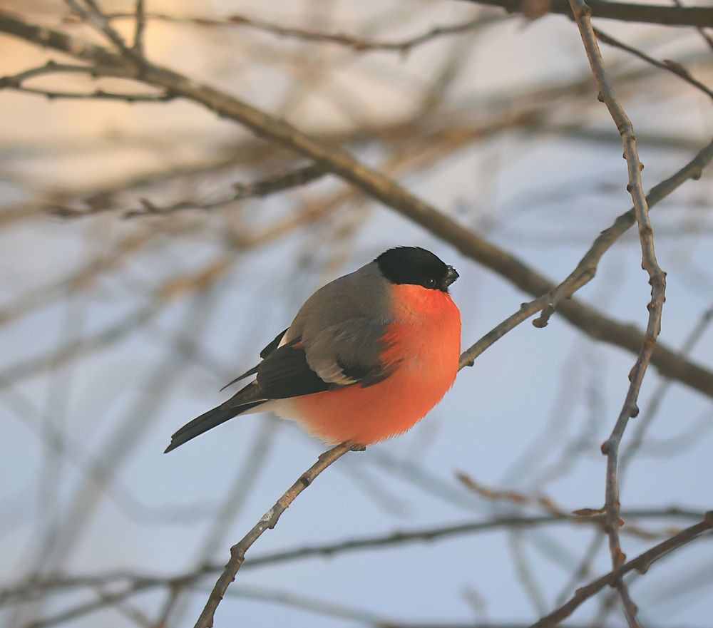 Photograph by Елена Анучина