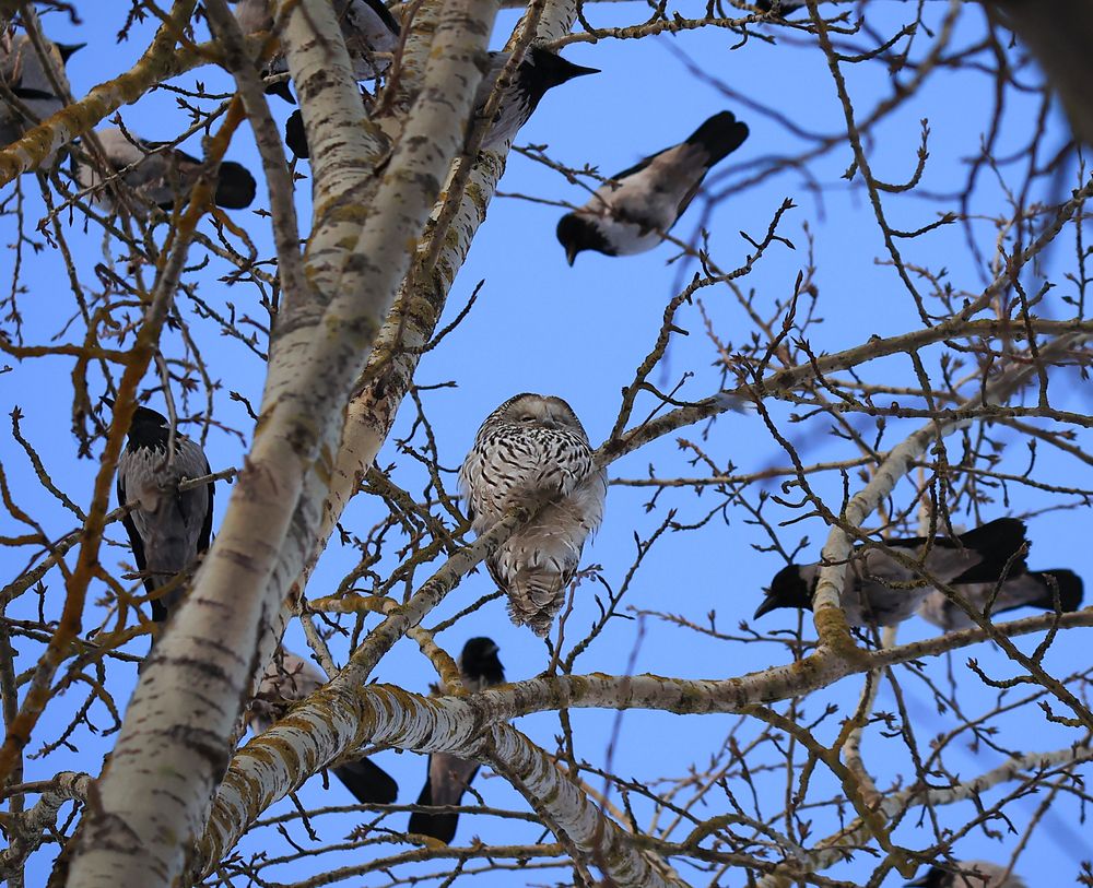 Фотография автора Елена Анучина