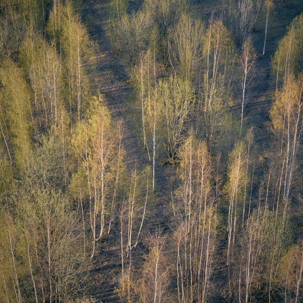 Весенние березки