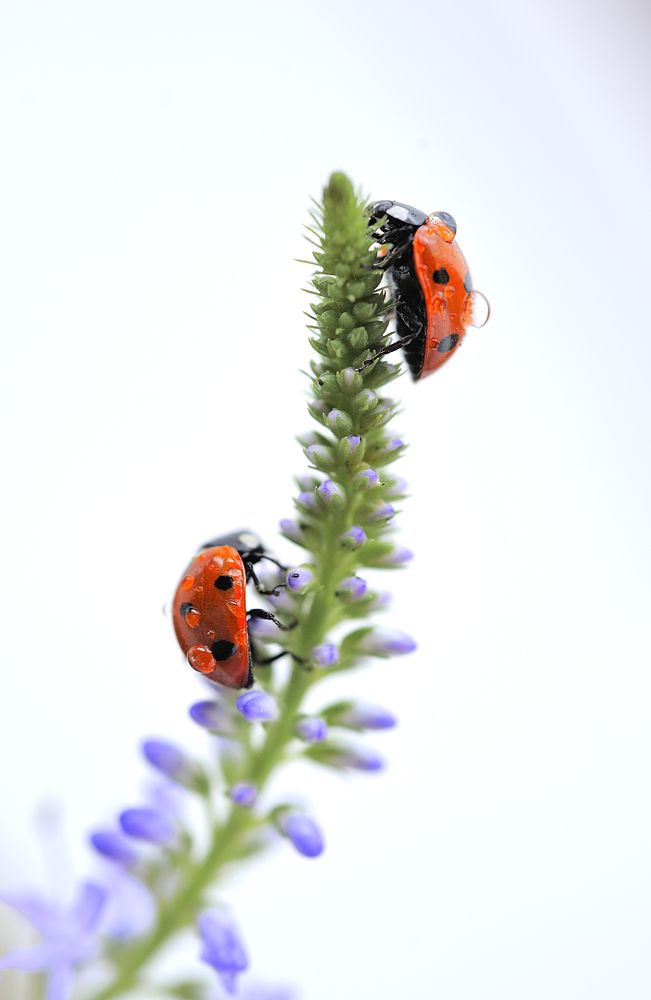 Яркий контраст