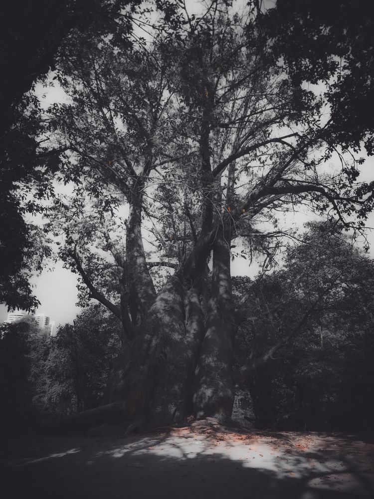 Фотография автора Walfrido Alexandre