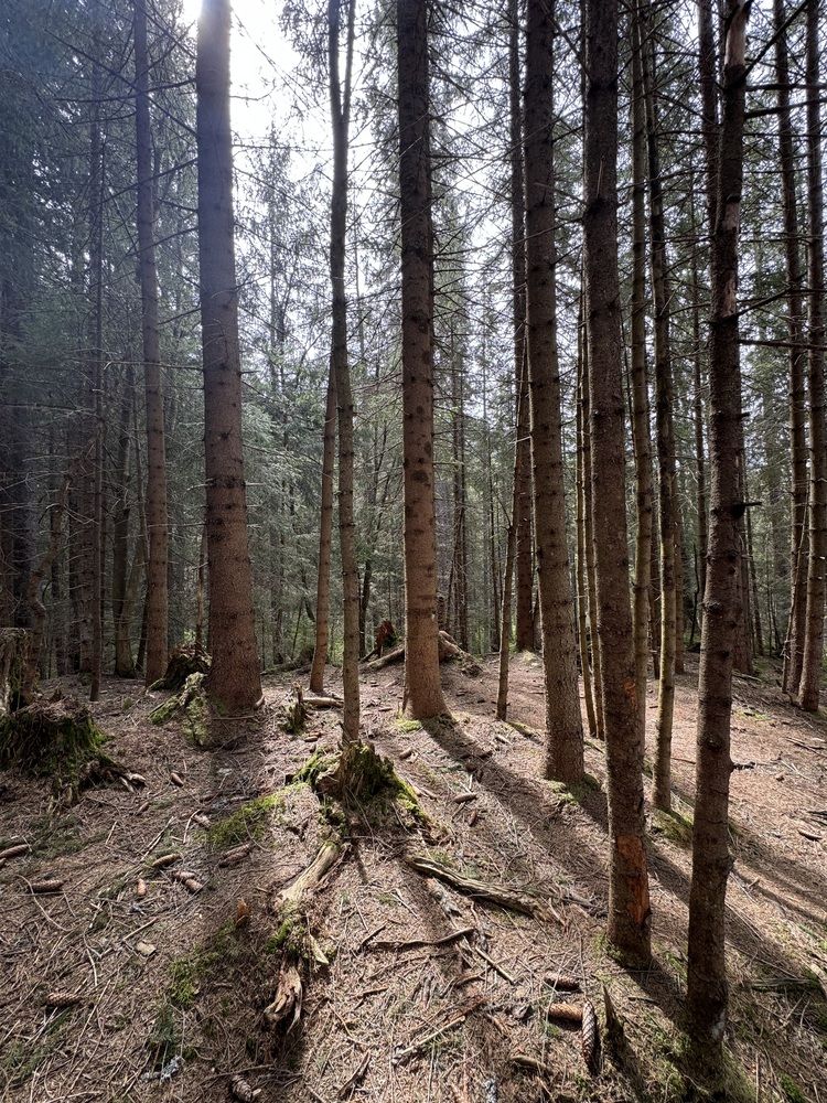 Фотография автора Светлана Герасимук