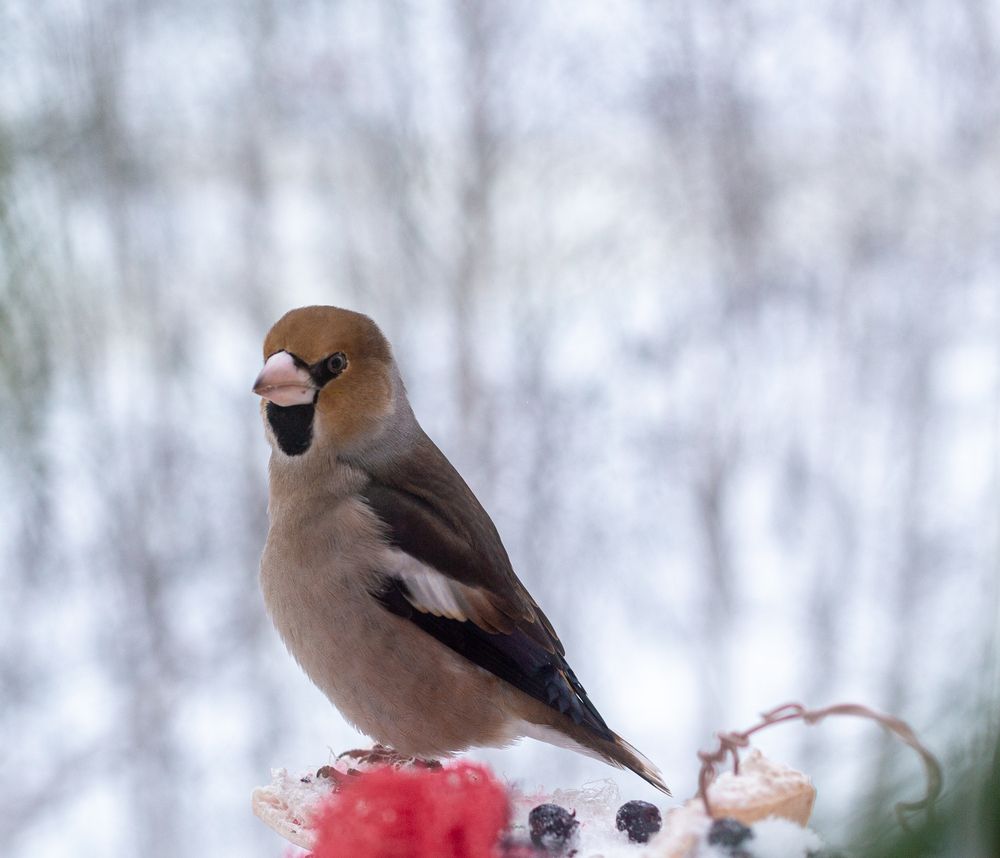Photograph by Виталий Са