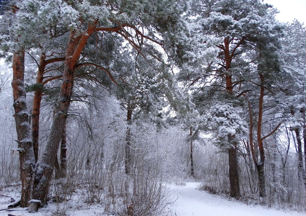 В заснеженном лесу