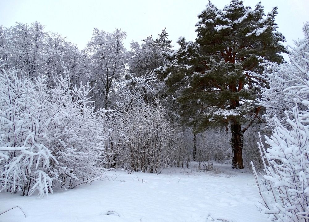 Снег присыпал лес