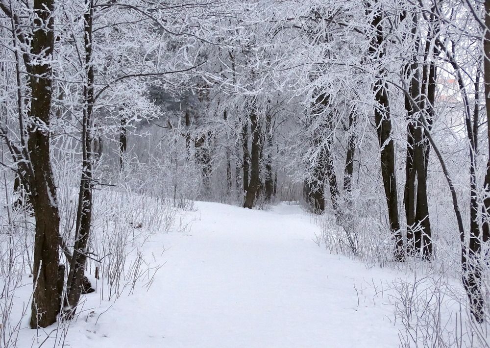 Заснеженный утром лес