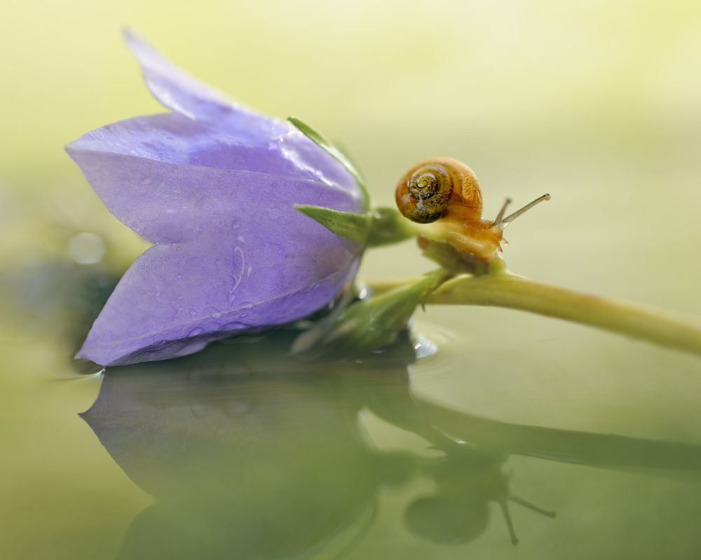 Утренняя прогулка/Morning walk