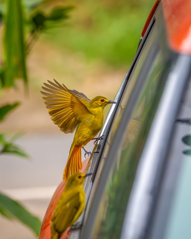 Фотография автора Dr Manoj M Kumar