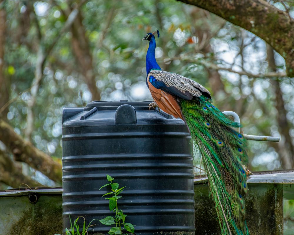 Photograph by Dr Manoj M Kumar