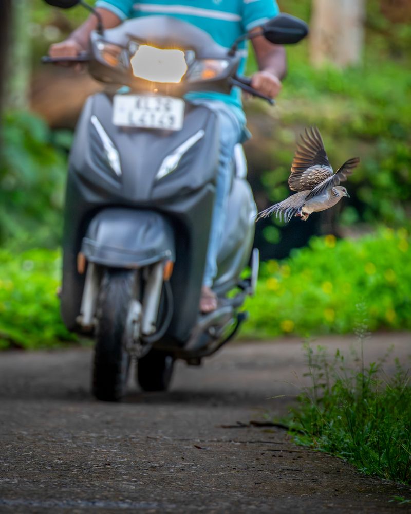 Фотография автора Dr Manoj M Kumar