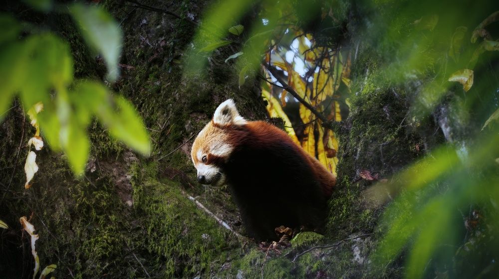 Photograph by vijay krishna