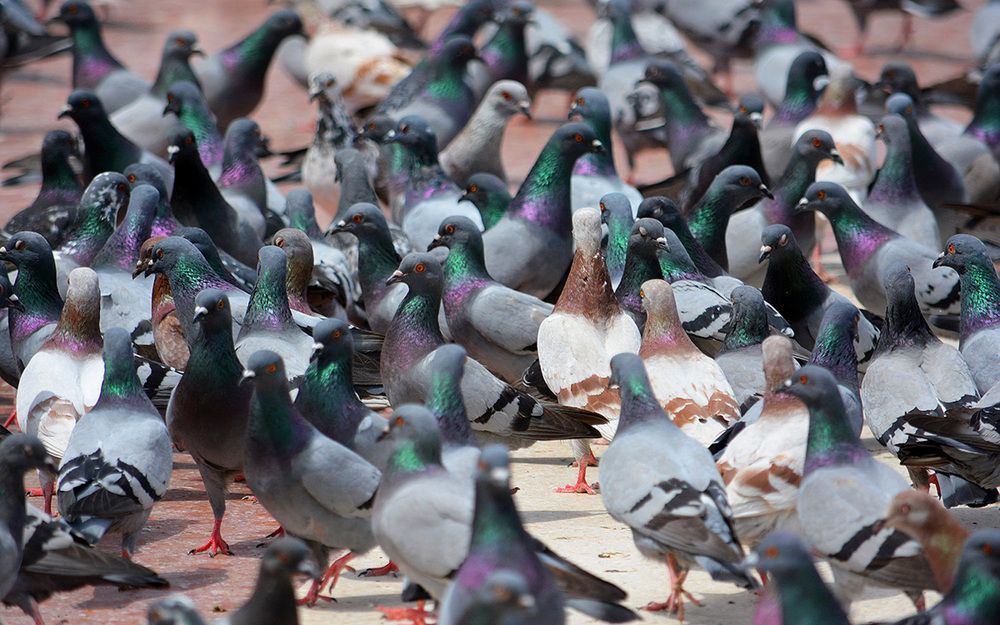 Photograph by Александр Каплан