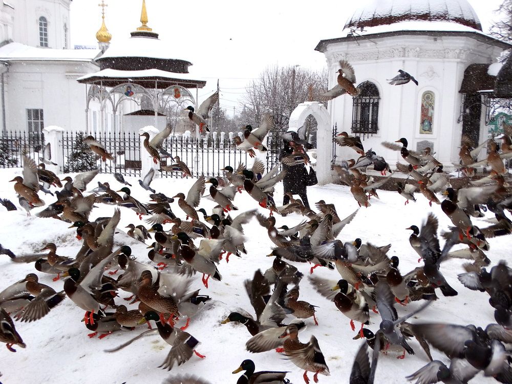 Птицы потревожены