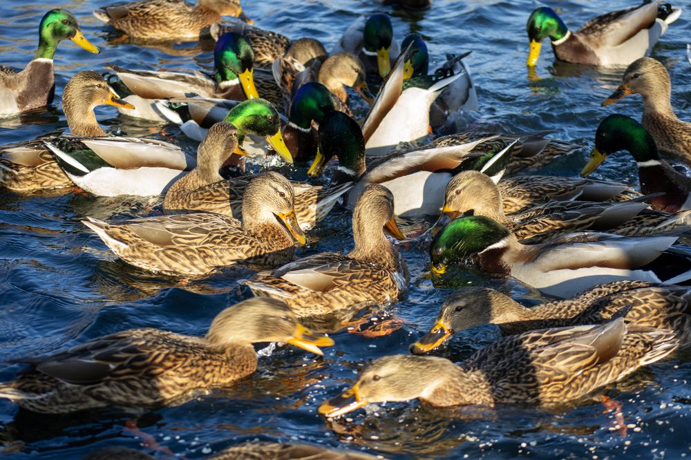 Утки! Много уток!