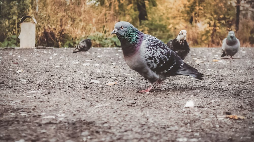 Любопытный