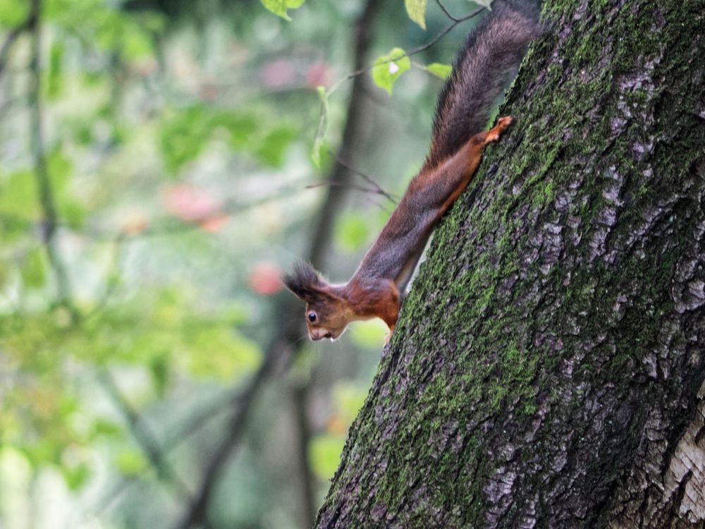 Бешенная белка