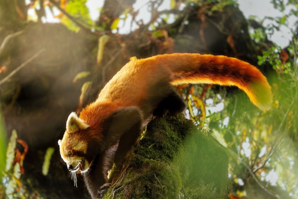 Photograph by vijay krishna