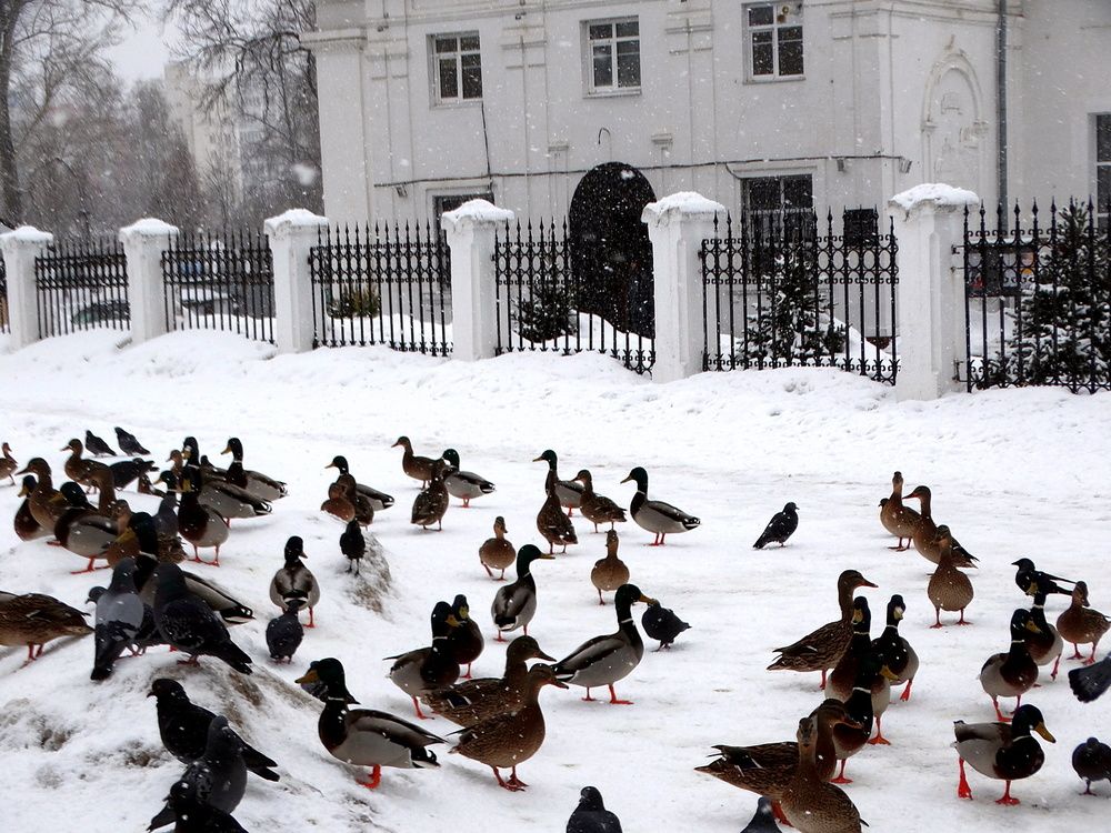 Утки в городе