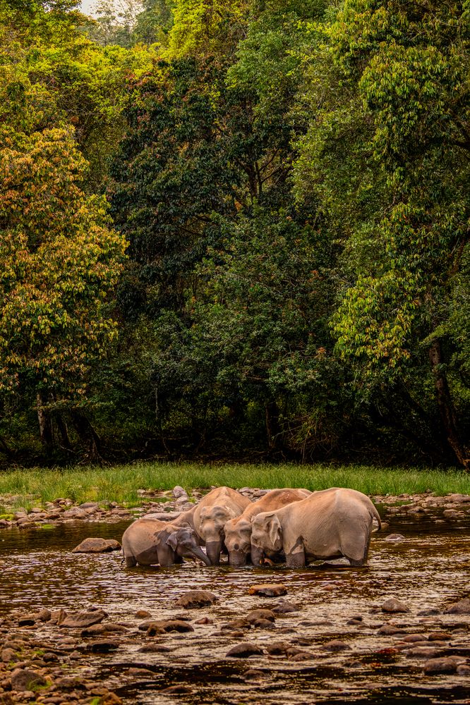 Photograph by Dr Manoj M Kumar