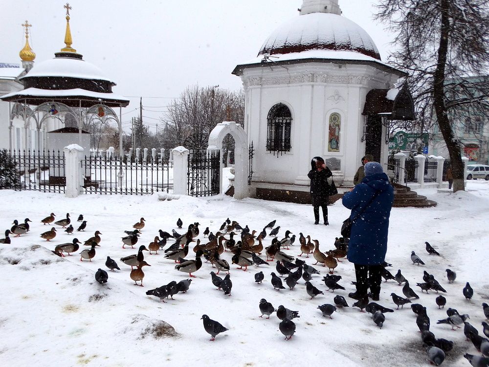 Кормёжка птиц