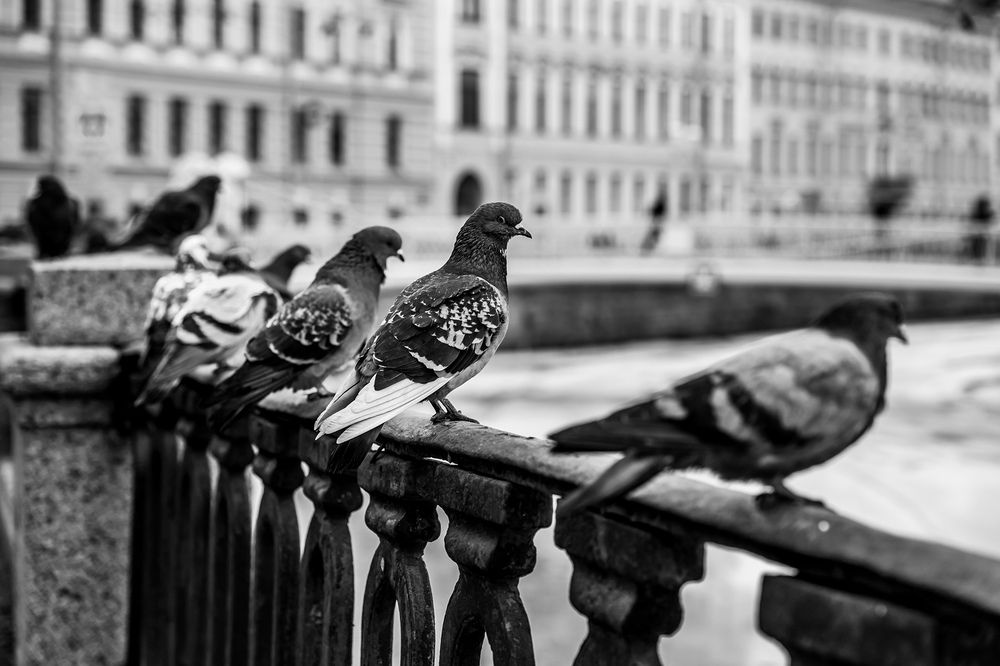 Photograph by Людмила Ковалева