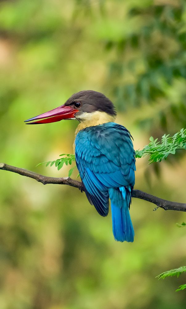 Photograph by Sarbani Chakraborty