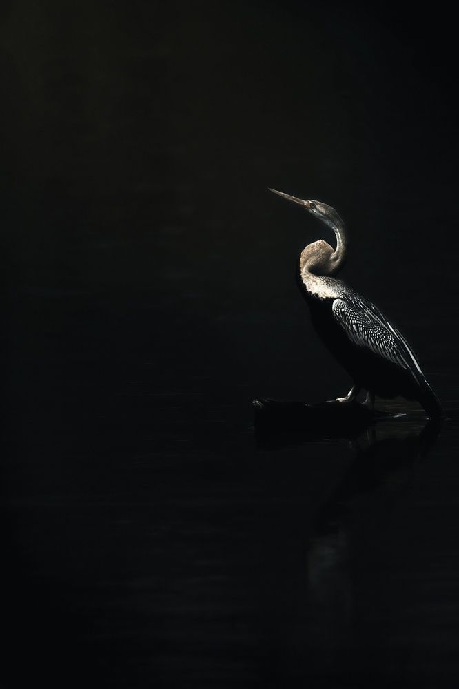 Photograph by vijay krishna