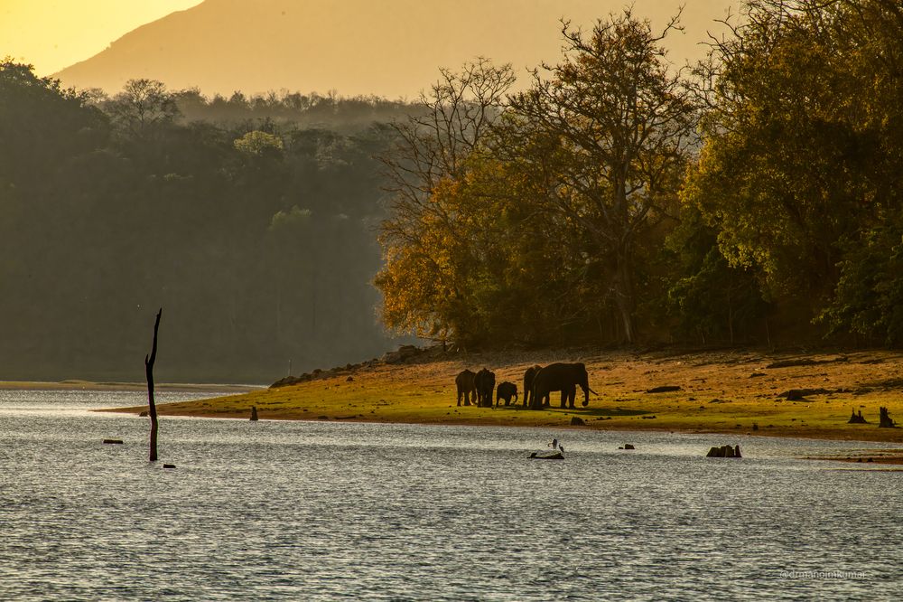 Photograph by Dr Manoj M Kumar