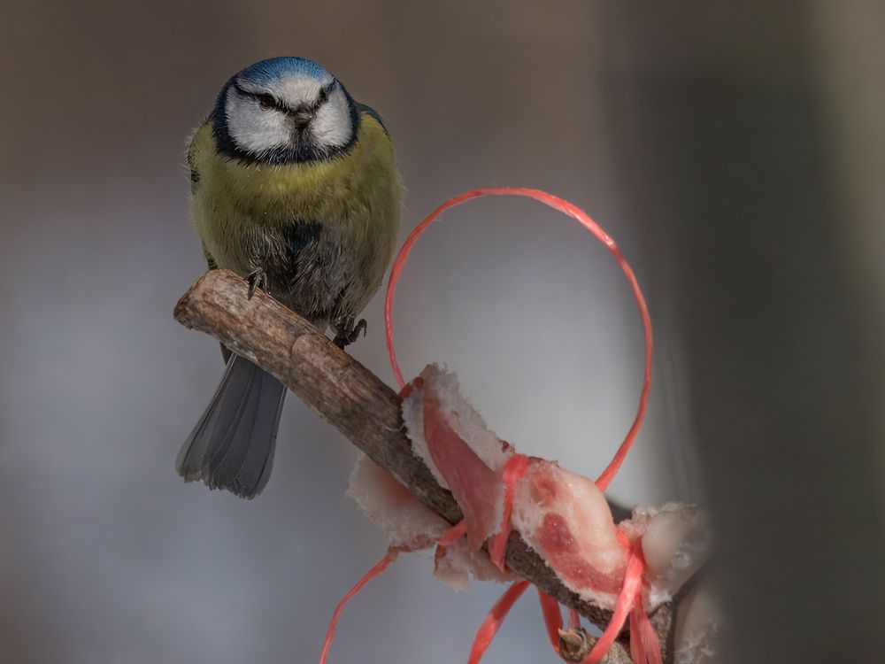 Фотография автора Сергей Немцев