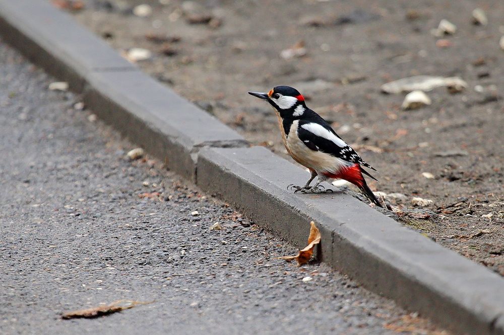Фотография автора Александр Челмодеев