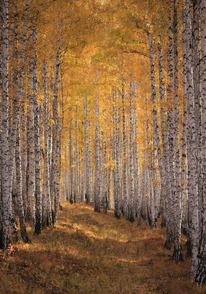 Photograph by Михаил Пермяков