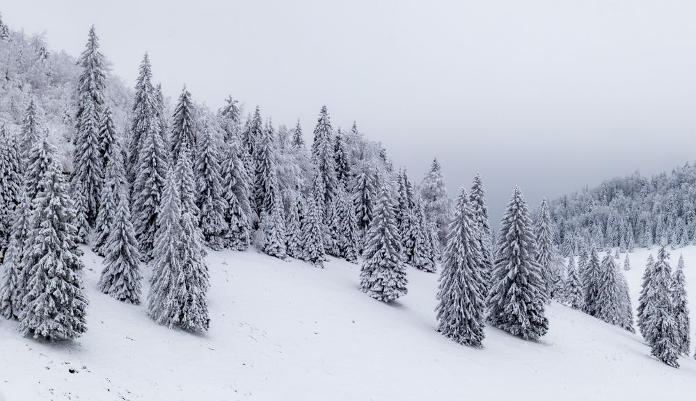 Photograph by Banciu Christine