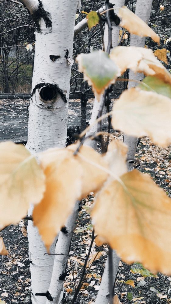 Photograph by Ольга Калинник