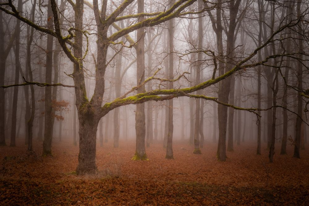 Photograph by Banciu Christine