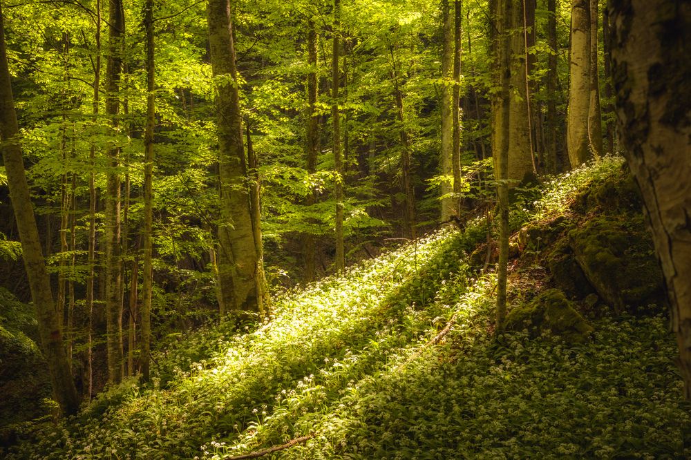 Photograph by Banciu Christine