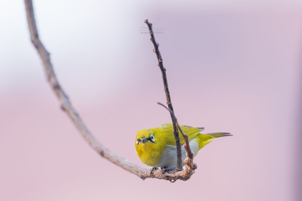 Photograph by Atul Sharma