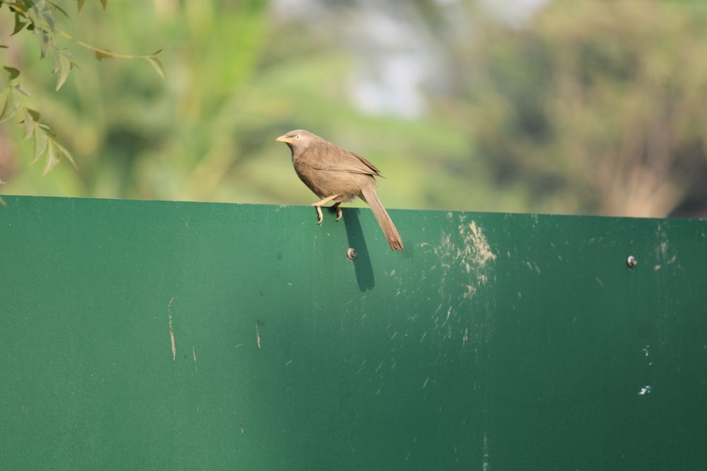 Photograph by Partha Pal