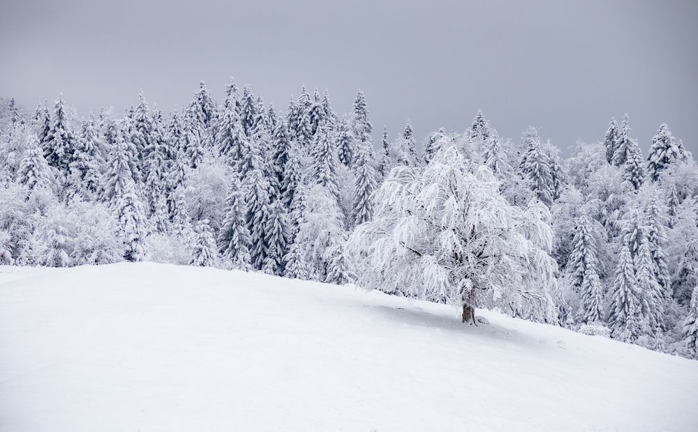 Photograph by Banciu Christine