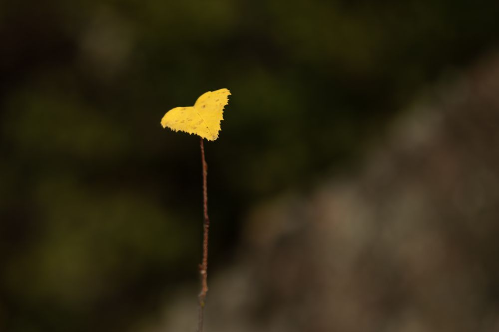 Photograph by Юлия Куликова