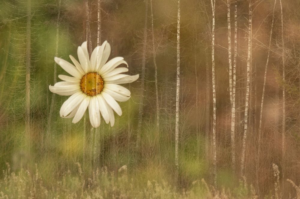 Photograph by Юлия Куликова